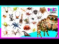 ¡LAS ARAÑAS EXÓTICAS! Learn Rare exotic weirdest Spiders Names / 거미