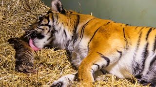 Birth Of Twin Tiger Cubs | Tigers About The House | BBC Earth Kids