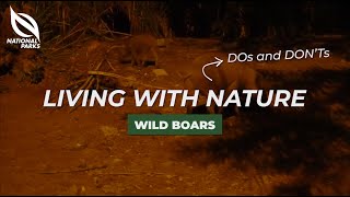 NParks Wildlife Advisory Video - Wild Boars