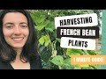 How To Harvest French Beans In Summer