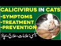 Calicivirus In Cats | Symptoms | Cat with Calicivirus Symptoms