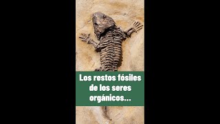 ⭐Los restos fósiles de los seres orgánicos #Shorts 📗aulamedia Historia