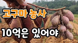 집팔고 땅팔고 10억은 있어야 고구마 농사? 10만평 고구마 농사