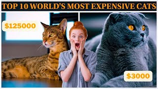 TOP 10 WORLD'S MOST EXPENSIVE CATS YOU CAN BUY IN 2022.