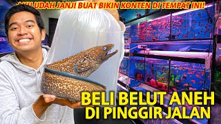 BELI BELUT ANEH DI PINGGIR JALAN! AKU MENUNAIKAN JANJIKU BUAT BIKIN KONTEN DI TEMPAT INI!