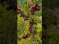 Apple Garden | Himachal Apple Orchard | Fresh Apple Fruits #apple #shorts