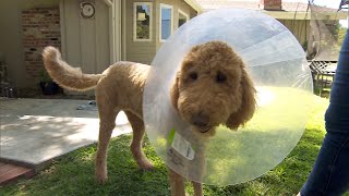 Veterinarians Can Barely Keep Up With Pet Care Demand