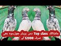 Mashallaha TOP class BReeder+Parwzi pairs sirf 12000 ke ..03185454700