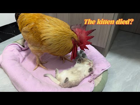 The kitten died.How did the rooster react?The rooster loved the kitten!Funny and beautiful animal video