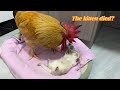 The kitten died.How did the rooster react?The rooster loved the kitten!Funny and lovely animal video