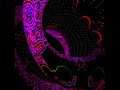 Leftfield - Bilocation (Jan Fleck Tool Rework)