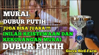 KEISTIMEWAAN DAN KEKURANGAN MURAI DUBUR PUTIH