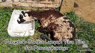 PENYEBAB DOMBA LUMPUH TIBA TIBA DAN PENCEGAHANNYA