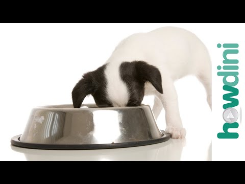 How To Feed a Puppy - How To Choose the Best Puppy Food How To Feed a Puppy - How To Choose the Best Puppy Food