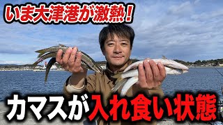 【北茨城大津港】カマス アジ マイワシ... 無数のベイトに大興奮！茨城県の釣り場で初の泳がせ釣り