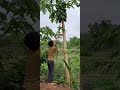 Harvesting ripe papaya failed. #ytshorts #shorts