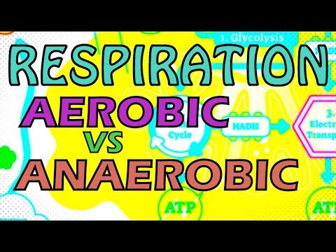 What is the disadvantages of aerobic respiration?
