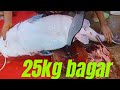 Amazing big bagar  kg fish CUTTING poonguzha by Expert fishing