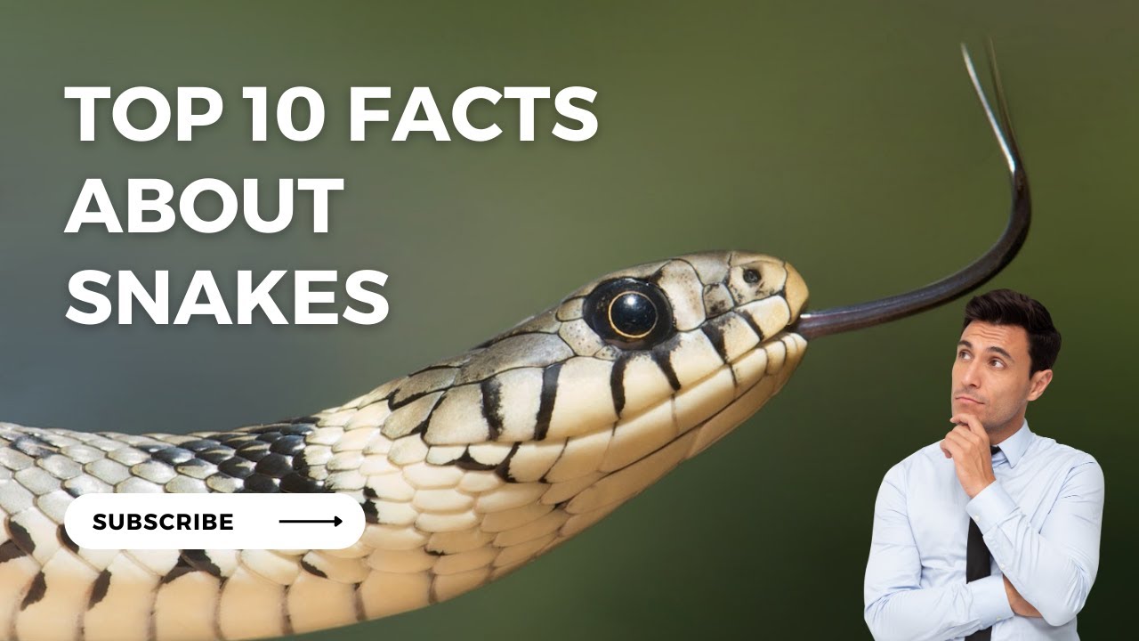 Top 10 Facts About Snakes - YouTube