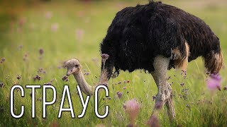 Страус: Самая большая птица на Планете Земля | Интересные факты про страусов