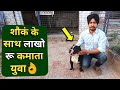 Download M Tech कर कुता पालन चुना|Dog Farm in India|Engineer's Kennel American Bully In Mp4 3Gp Full HD Video