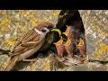 Eurasian Tree Sparrow: 55 Days From Egg to Survivor | Born in a Hidden Nest
