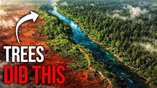 When the First Trees Conquered Land — And Nearly Destroyed Earth | Documentary For Sleep