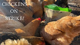 Did Your CHICKENS STOP LAYING? Do This!