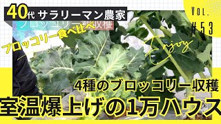 1万円台で建設のビニールハウスは温室効果も最強だった！コスパ最強自作温室で育てたブロッコリーを初収穫。品種の違いで味は違う？【Vol.53_コスパ最強ハウスは温室効果も最強、初栽培のブロッコリー収穫】