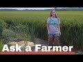 Ask A Farmer | Season 2, Ep. 3 | Rice