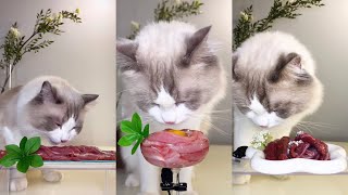 【珍珠米超珍】🐱#4 沉浸式吃播 ASMR 生骨肉 牛肉条 鸭小胸大餐 布偶猫