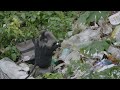 From Treetops to Trash: The Lion-tailed Macaques' Fight for Survival