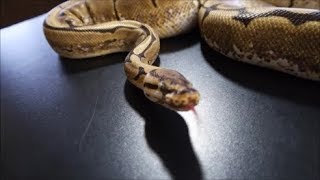 Spider ball python! Bro, do you wobble?