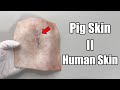 Skin Wound Healing Process! [Using Pig Skin for Sutures]