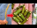 Just this secret will help you propagate any type of orchid