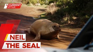 Conservationists relocate famous seal so fans don't 'love him to death' | A Current Affair