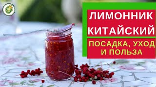 ЛИМОННИК китайский - лучшее средство для повышения иммунитета//как посадить, ухаживать и чем полезен