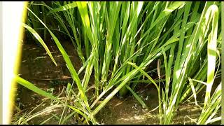 Green Fields Rice crop #nunnavlogs