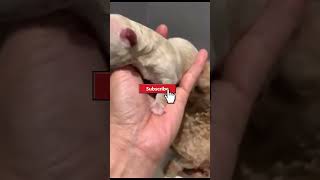 Adorable Tiny Newborn Puppy - You Won't Believe Your Eyes! #pets #shortsfeed  #viral