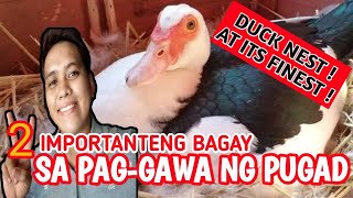 ANO ANG DALAWANG BAGAY NA IMPORTANTE SA PAG GAWA NG PUGAD NG BIBE PATO O MUSCOVY DUCK