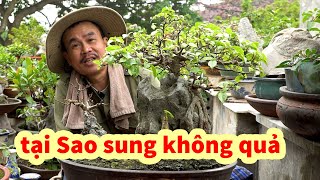 bonsai tree care bonsai tree varieties of Southeast Asia, wonderfully beautiful