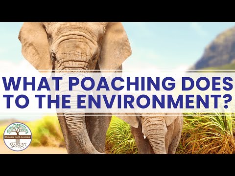 What are the causes of poaching?