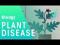 Plant Disease | Plant | Biology | FuseSchool