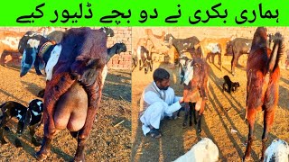 bakri ke bacche |  Baby goat making the cutest noise |  Bakri Na Bacha Da Dia 😍Happy | Goat Babies