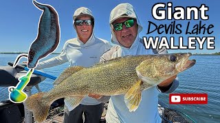 Giant Devils Lake Walleye | Summer Hogs
