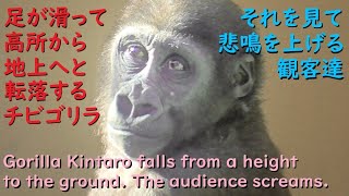 Gorilla Kintaro slips and falls from a height to the ground. The audience screams when they see it.