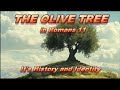 The Olive Tree in Romans 11 — It's History and Identity