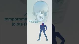 Animation Showing a Jaw Fracture - Gets Wired Shut #shorts #TMJ