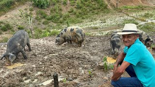 SEU OSNI ROSA CRIADOR DE PORCO GIGANTE - RIO DO CAMPO