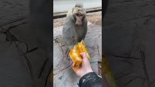 #monkeylove #monkeyvideo #monkey
